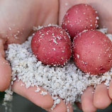 nuclear seed potatoes grown in perlite