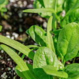 perlite provides functional improvement to poor native soils